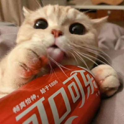 情侣小猫头像图片大全,高清可爱的萌猫头像情侣图片