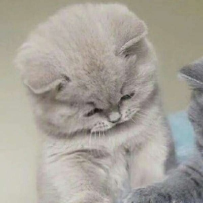 情侣小猫头像图片大全,高清可爱的萌猫头像情侣图片