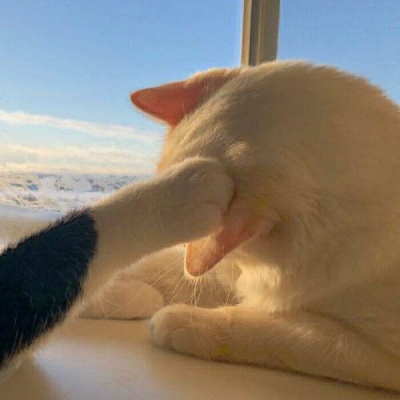 情侣小猫头像图片大全,高清可爱的萌猫头像情侣图片