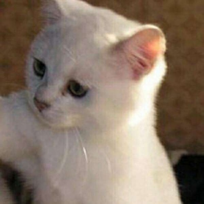 情侣小猫头像图片大全,高清可爱的萌猫头像情侣图片