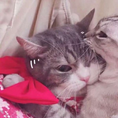 情侣小猫头像图片大全,高清可爱的萌猫头像情侣图片