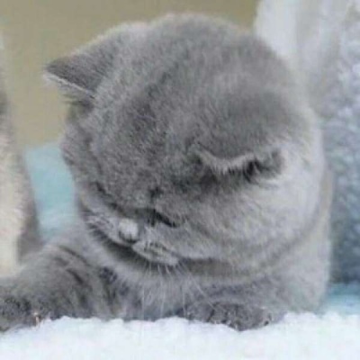 情侣小猫头像图片大全,高清可爱的萌猫头像情侣图片