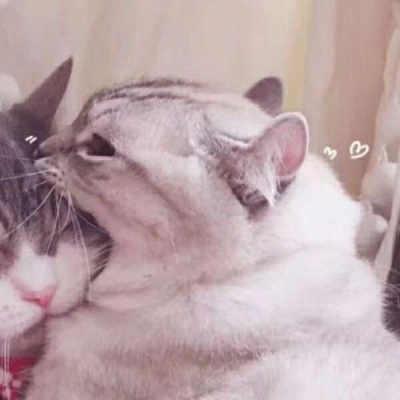情侣小猫头像图片大全,高清可爱的萌猫头像情侣图片