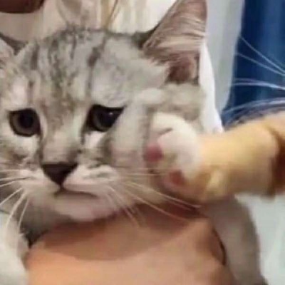 情侣小猫头像图片大全,高清可爱的萌猫头像情侣图片