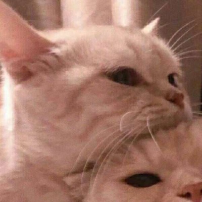 情侣小猫头像图片大全,高清可爱的萌猫头像情侣图片