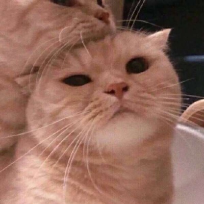 情侣小猫头像图片大全,高清可爱的萌猫头像情侣图片