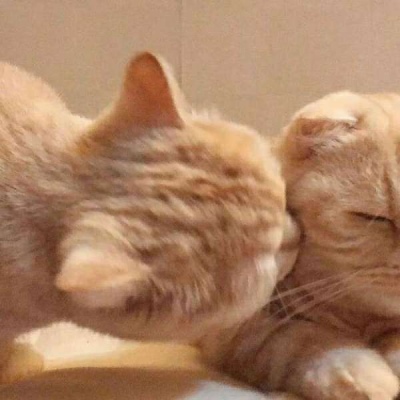 情侣小猫头像图片大全,高清可爱的萌猫头像情侣图片