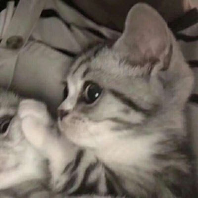情侣小猫头像图片大全,高清可爱的萌猫头像情侣图片