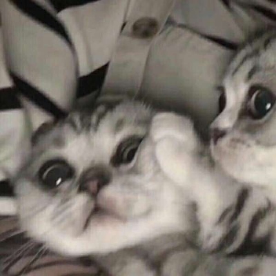 情侣小猫头像图片大全,高清可爱的萌猫头像情侣图片