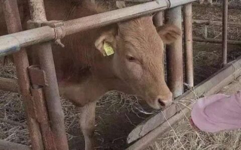 高清一对两张的沙雕类型情头图片 男女沙雕情头