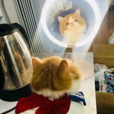 高清超萌可爱的2020猫咪情头一对图片 2020猫咪情侣头像