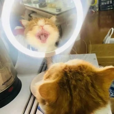 高清超萌可爱的2020猫咪情头一对图片 2020猫咪情侣头像