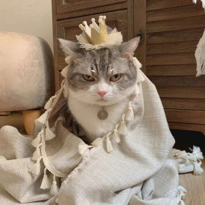 高清可爱的萌猫情头一对两张图片精选 可爱猫咪情头一对两张