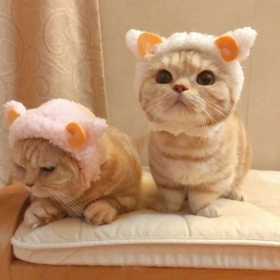 高清可爱的萌猫情头一对两张图片精选 可爱猫咪情头一对两张