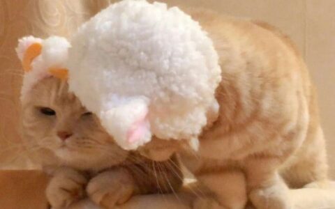 高清可爱的萌猫情头一对两张图片精选 可爱猫咪情头一对两张