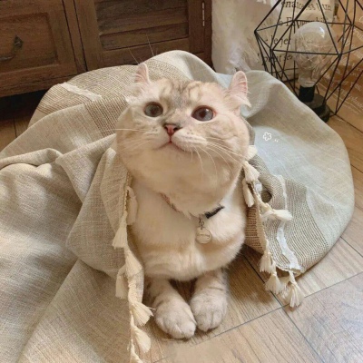 高清可爱的萌猫情头一对两张图片精选 可爱猫咪情头一对两张