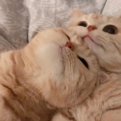 高清可爱的萌猫情头一对两张图片精选 可爱猫咪情头一对两张