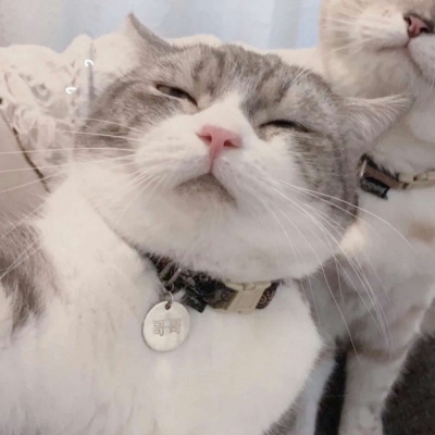 高清可爱的萌猫情头一对两张图片精选 可爱猫咪情头一对两张