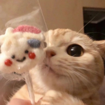 高清可爱的萌猫情头一对两张图片精选 可爱猫咪情头一对两张