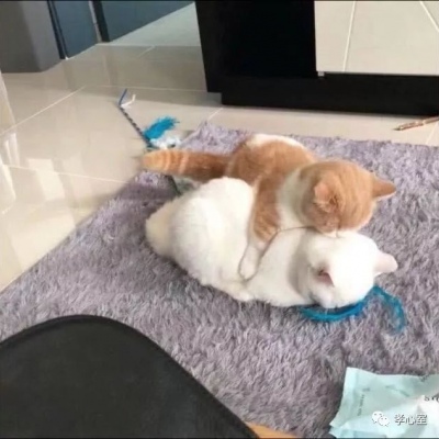 高清可爱的萌猫情头一对两张图片精选 可爱猫咪情头一对两张