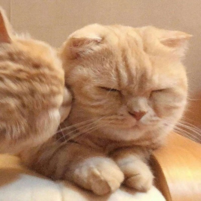 高清可爱的萌猫情头一对两张图片精选 可爱猫咪情头一对两张