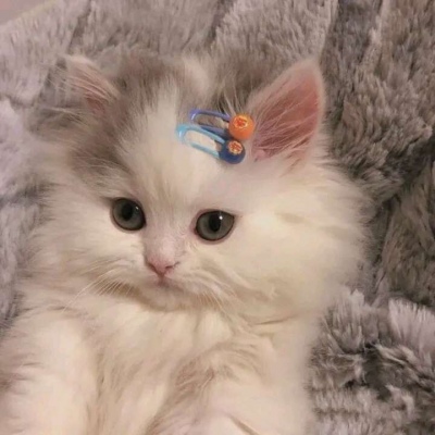 高清可爱的萌猫情头一对两张图片精选 可爱猫咪情头一对两张