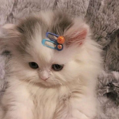 高清可爱的萌猫情头一对两张图片精选 可爱猫咪情头一对两张