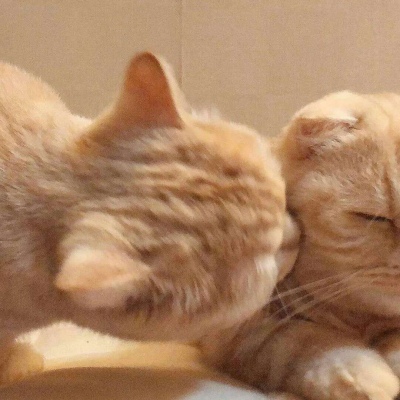 高清可爱的萌猫情头一对两张图片精选 可爱猫咪情头一对两张