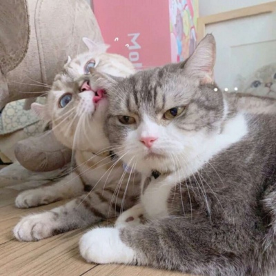 高清可爱的萌猫情头一对两张图片精选 可爱猫咪情头一对两张