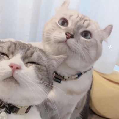 高清可爱的萌猫情头一对两张图片精选 可爱猫咪情头一对两张