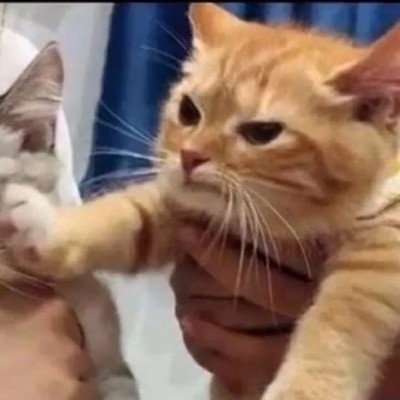 高清可爱小猫情头左右一对两张图片