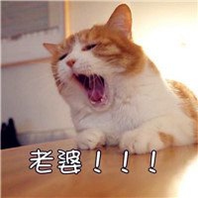 可爱老婆老公猫咪情侣头像图片