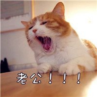 可爱老婆老公猫咪情侣头像图片