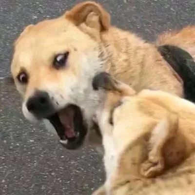 高清可爱沙雕的微信情侣头像动物一对两张图片 动物微信情头
