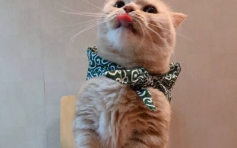 高清可爱超萌的猫系男女情头图片 猫系情头