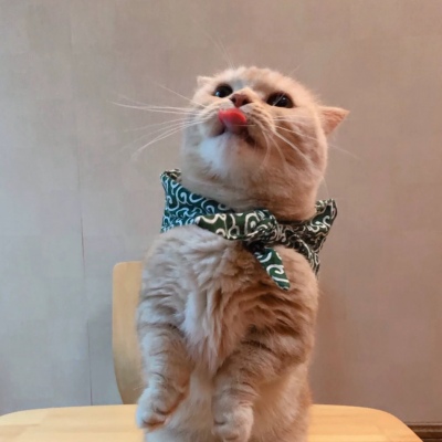 高清可爱超萌的猫系男女情头图片 猫系情头