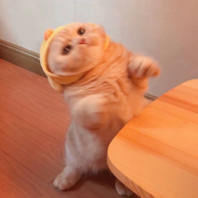 高清可爱超萌的猫系男女情头图片 猫系情头