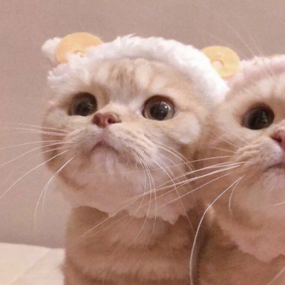 高清可爱超萌的猫系男女情头图片 猫系情头