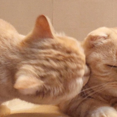 高清可爱超萌的猫系男女情头图片 猫系情头