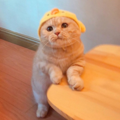 高清可爱超萌的猫系男女情头图片 猫系情头