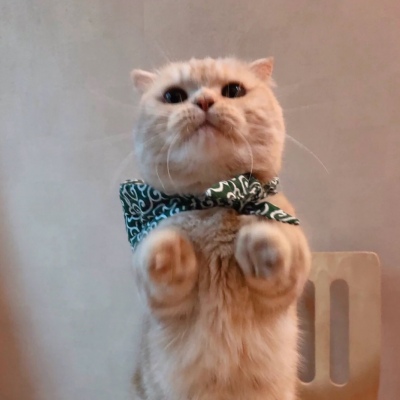 高清可爱超萌的猫系男女情头图片 猫系情头