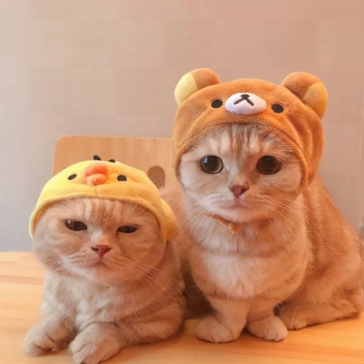 高清可爱超萌的猫系男女情头图片 猫系情头