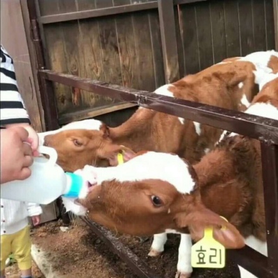 高清不是人的罗熙情头一左一右 喂牛了哟 罗熙情侣头像