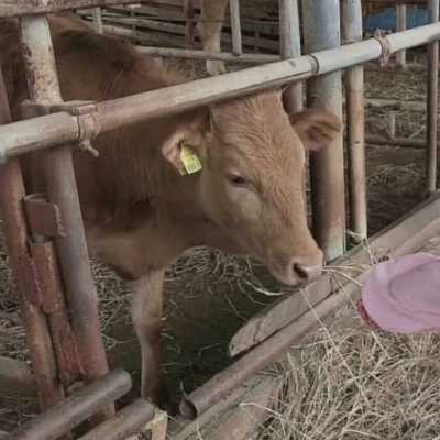 高清不是人的罗熙情头一左一右 喂牛了哟 罗熙情侣头像