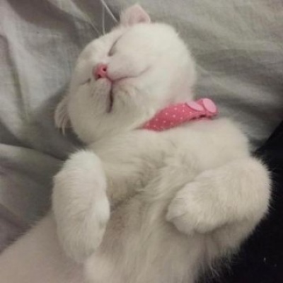高清可爱的萌猫情头图片精选 猫咪情头可爱一对