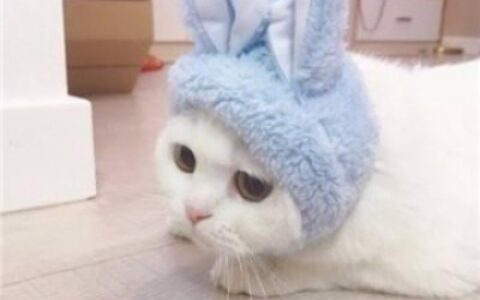 高清可爱的萌猫情头图片精选 猫咪情头可爱一对