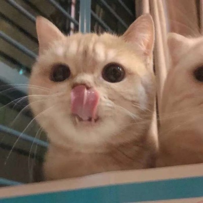 高清超萌可爱的猫咪微信情侣头像图片