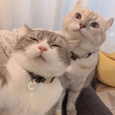 高清超萌可爱的猫咪微信情侣头像图片