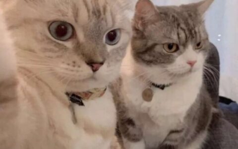 高清超萌可爱的猫咪微信情侣头像图片
