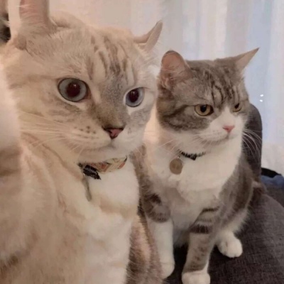 高清超萌可爱的猫咪微信情侣头像图片
